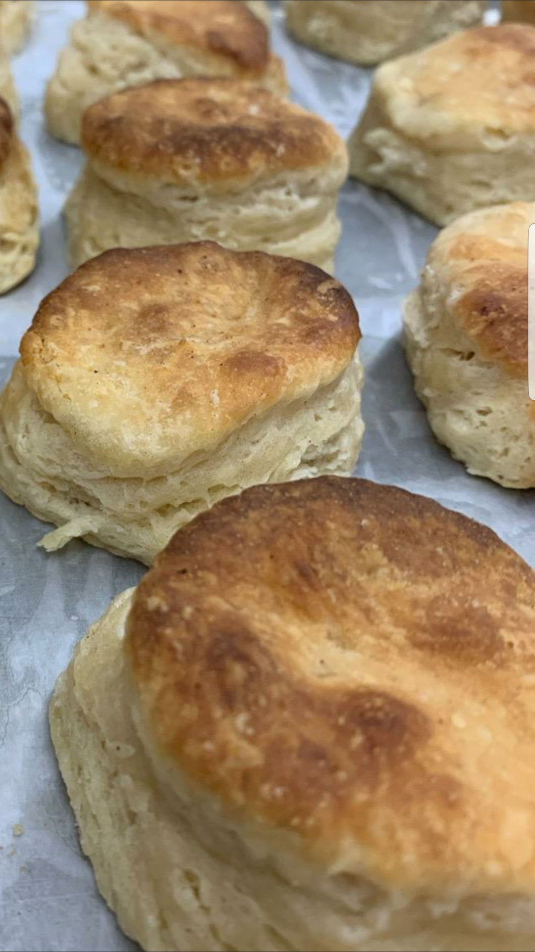 Angel Biscuits – A Delicate & Light Cross Between a Buttermilk Biscuit and A Parker House Roll (2 biscuits)